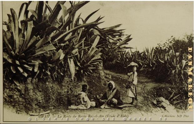 ORAN 1900 (5).jpg